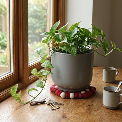 Potted plant on a wooden table with a window in the background